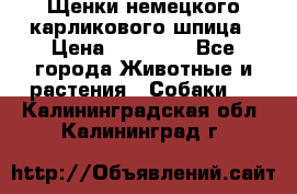 Щенки немецкого карликового шпица › Цена ­ 20 000 - Все города Животные и растения » Собаки   . Калининградская обл.,Калининград г.